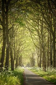 A path of light through the green forest