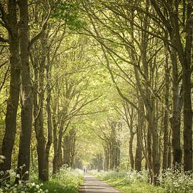 Lichtpad door het groene bos van Miranda Geerts Art