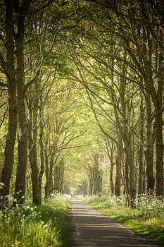Lichtweg durch den grünen Wald
