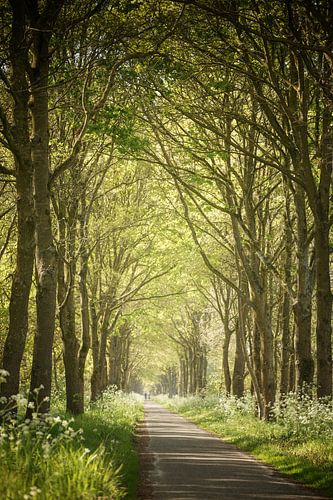 Lichtweg durch den grünen Wald