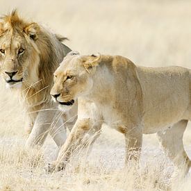 Twee leeuwen op Afrikaanse savanne van Melissa Peltenburg