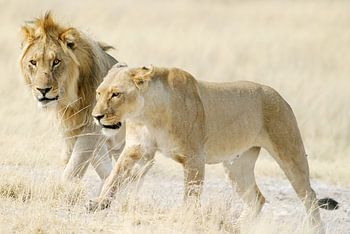 Two lions on African savannah