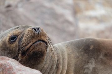 zeehond, seal, peru van Marlou van Hal