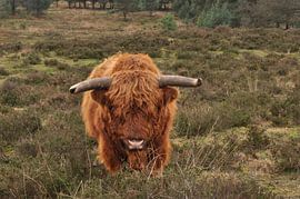 Schotse Hooglander von NanKee Fotografie