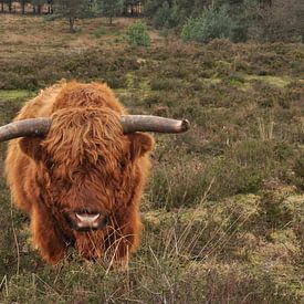 Schotse Hooglander von NanKee Fotografie