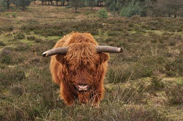 Schotse Hooglander by NanKee Fotografie