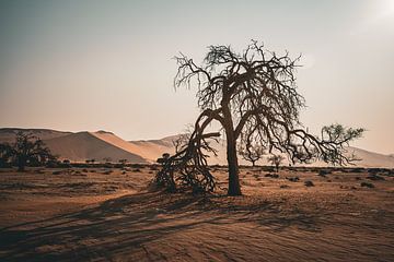 Namib woestijn 2023 - zonsondergang en een gehavende boom van Sanne Meijer
