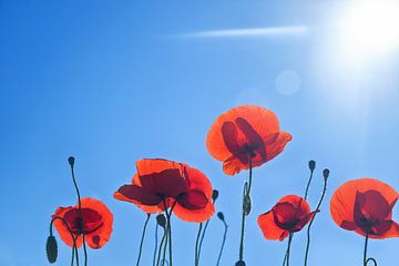 Blooming red poppies