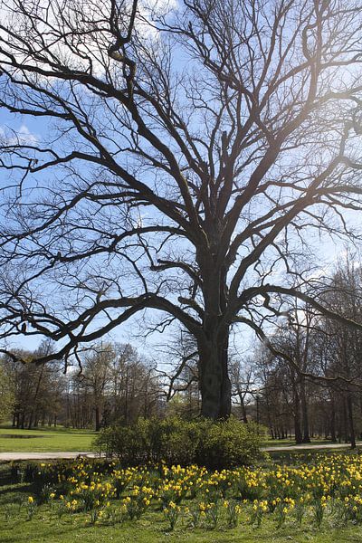 Baum im Frühling im Kurpark von Bad Kissingen von Martin Flechsig