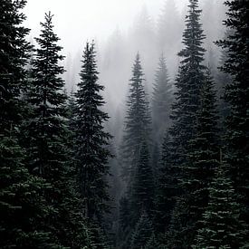 Photographie de forêt de pins sur IamHome Studio