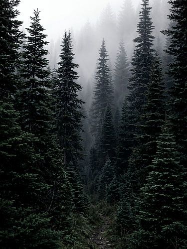 Pine forest photography