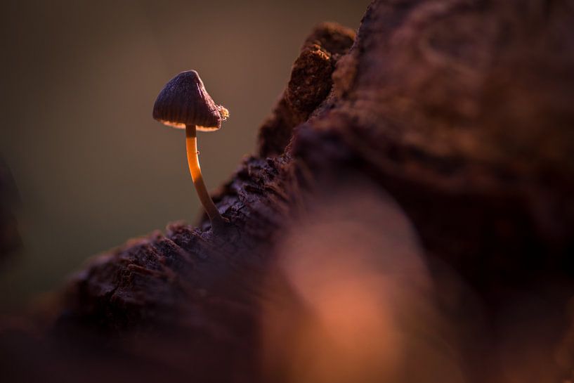 Hidden by peterheinspictures