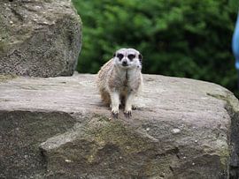 Stokstaartje by Jorn Wensink