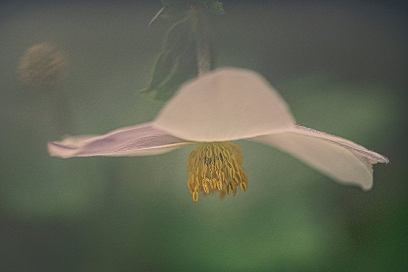 Anemone by Nicole van Ede