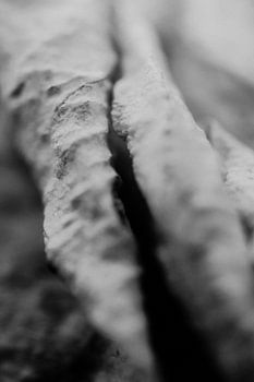 close up dried flower