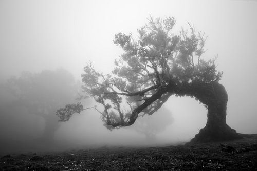 Forêt de brouillard
