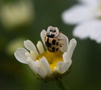 Lieveheersbeestje geel