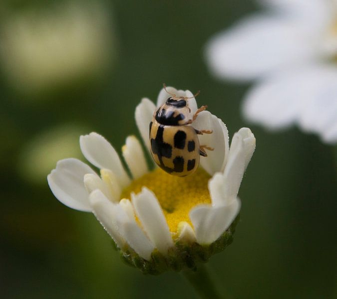 Lieveheersbeestje geel by sandra ten wolde