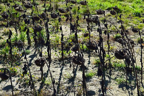 Feld mit abgestorbenen Sonnenblumen im Schatten