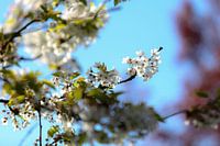 Blossom.