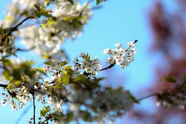 Blossom. sur Rens Bressers