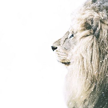 Leeuw in sneeuw van Monika Strigel