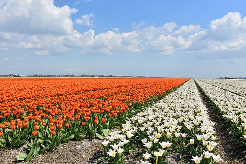 BLOEMBOLLENVELDEN/FLOWERING BULBS FIELDS