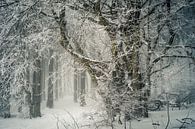 Oude haagbeuk in het winterbos van Jürgen Schmittdiel Photography thumbnail