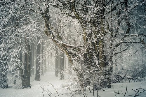 Oude haagbeuk in het winterbos