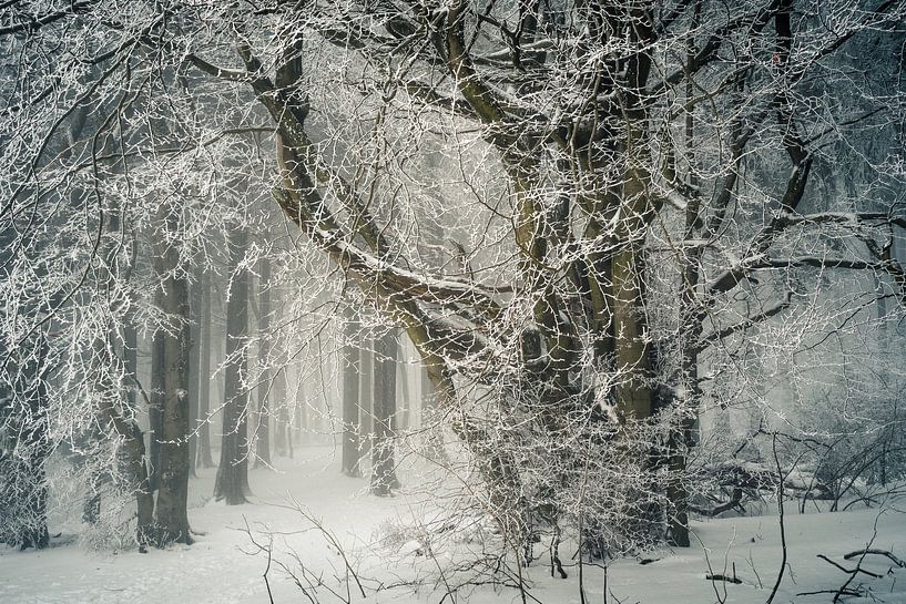 Oude haagbeuk in het winterbos van Jürgen Schmittdiel Photography