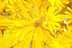 coneflower (Rudbeckia fulgida), abstract, blossom, flower
