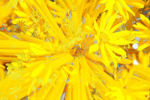 conifère (Rudbeckia fulgida), abstrait, fleur, fleur
