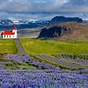 Église islandaise typique avec des lupins, Islande sur Adelheid Smitt
