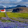 Typische isländische Kirche mit Lupinen, Island von Adelheid Smitt