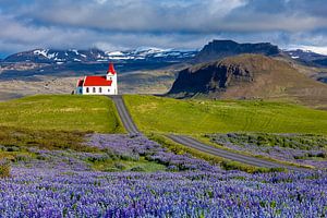 Typische isländische Kirche mit Lupinen, Island