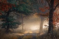 Early autumn in a misty forest