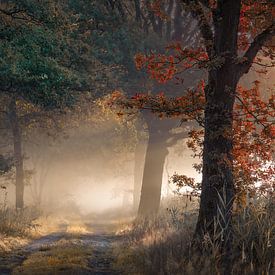 Begin van de herfst in een mistig bos van Rob Visser