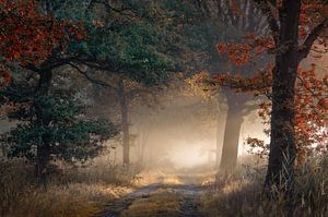 Begin van de herfst in een mistig bos van Rob Visser