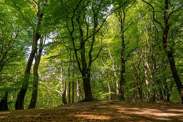 the green Speulderbos by day by Eugene Winthagen