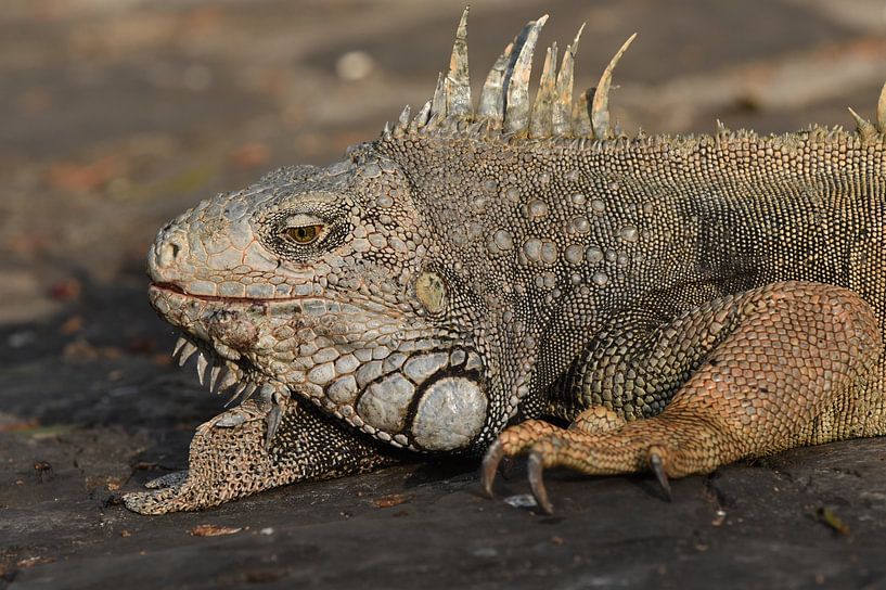 Groene draak van Frank Heinen