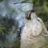 Howling white wolf by gea strucks