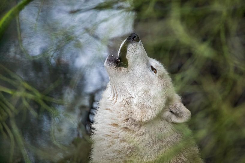 Howling white wolf by gea strucks