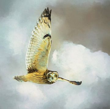 Painted Short-eared Owl in flight by Arjen Roos