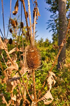 nature picture made in almere
