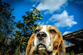 BEAGLE by Dennis Timmer