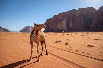 Wilde kameel in de woestijn. van Floyd Angenent