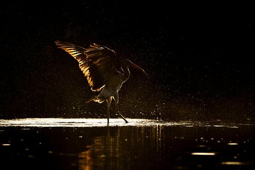 Gouden Reflectie De Ibis en het Waterlicht
