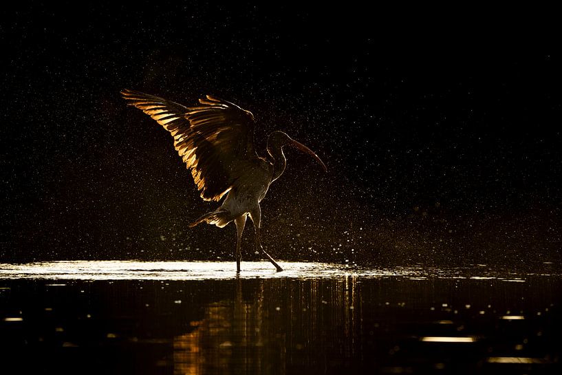 Goldene Reflexion - Der Ibis und das Wasserlicht von Femke Ketelaar