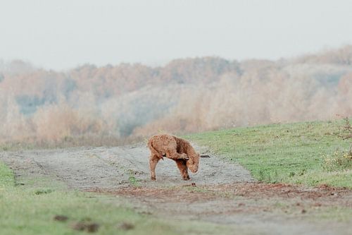 Schottische Highlander in den niederländischen Dünen