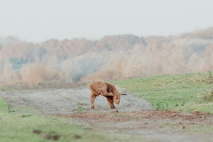 Les Highlanders écossais dans les dunes néerlandaises par Anne Zwagers
